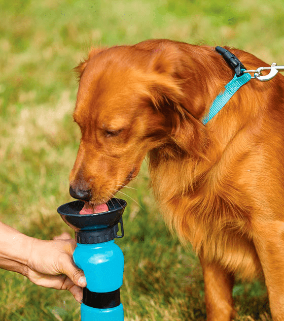 Aqua Dog Portable Water Bottle (Built-in Drinking Bowl)